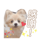 ポメラニアン ラテくんスタンプ3（個別スタンプ：11）