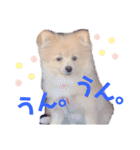 ポメラニアン ラテくんスタンプ3（個別スタンプ：14）