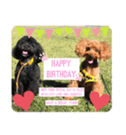 Emma＆TIAMOのHAPPY LIFE（個別スタンプ：24）