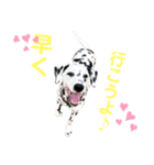 ダルメシアン  あたし、まりん（個別スタンプ：3）