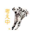 ダルメシアン  あたし、まりん（個別スタンプ：4）