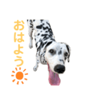 ダルメシアン  あたし、まりん（個別スタンプ：6）