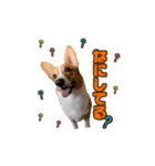 うにといくら（個別スタンプ：3）