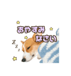 うにといくら（個別スタンプ：4）