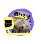 大きくなったみるくちゃん（個別スタンプ：4）