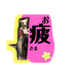 大きくなったみるくちゃん（個別スタンプ：8）