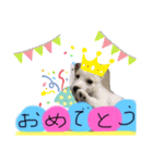 大きくなったみるくちゃん（個別スタンプ：10）