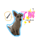 大きくなったみるくちゃん（個別スタンプ：13）