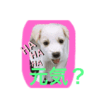 大きくなったみるくちゃん（個別スタンプ：14）