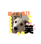 大きくなったみるくちゃん（個別スタンプ：15）