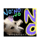 大きくなったみるくちゃん（個別スタンプ：17）