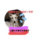 大きくなったみるくちゃん（個別スタンプ：18）