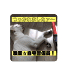 大きくなったみるくちゃん（個別スタンプ：19）