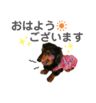 くぅさん by晩ママ（個別スタンプ：1）