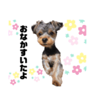 sora...3（個別スタンプ：2）