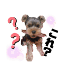 sora...3（個別スタンプ：4）