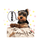 sora...3（個別スタンプ：7）