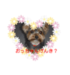 ヨーキーのひまわり2（個別スタンプ：16）
