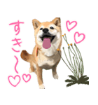 柴犬はるなちゃん かわいいぬスタンプ2（個別スタンプ：1）