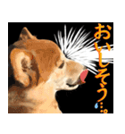 柴犬はるなちゃん かわいいぬスタンプ2（個別スタンプ：5）