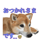 柴犬はるなちゃん かわいいぬスタンプ2（個別スタンプ：6）