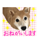 柴犬はるなちゃん かわいいぬスタンプ2（個別スタンプ：7）