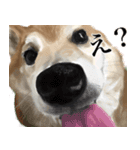 柴犬はるなちゃん かわいいぬスタンプ2（個別スタンプ：8）