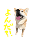 柴犬はるなちゃん かわいいぬスタンプ2（個別スタンプ：10）