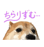 柴犬はるなちゃん かわいいぬスタンプ2（個別スタンプ：11）