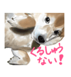 柴犬はるなちゃん かわいいぬスタンプ2（個別スタンプ：12）