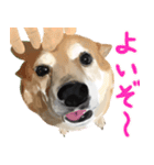 柴犬はるなちゃん かわいいぬスタンプ2（個別スタンプ：13）