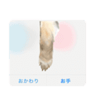 柴犬はるなちゃん かわいいぬスタンプ2（個別スタンプ：15）
