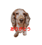 ちょいぽちゃダックス犬Part2（個別スタンプ：1）