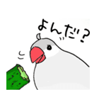 シルバー文鳥（個別スタンプ：12）