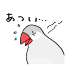シルバー文鳥（個別スタンプ：18）
