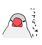 シルバー文鳥（個別スタンプ：19）