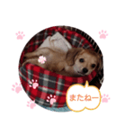《チワックス》レイナのスタンプ（個別スタンプ：5）