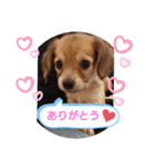 《チワックス》レイナのスタンプ（個別スタンプ：7）