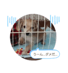《チワックス》レイナのスタンプ（個別スタンプ：8）