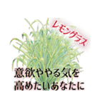 運命美容アロマ占いスタンプ パート1（個別スタンプ：21）