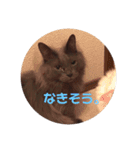 灰色猫さんと白猫さん（個別スタンプ：14）