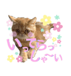 エキゾチックショートヘア☆八兵衛（個別スタンプ：15）