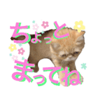 エキゾチックショートヘア☆八兵衛（個別スタンプ：20）