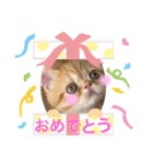 エキゾチックショートヘア☆八兵衛（個別スタンプ：29）