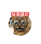 わっしょいにゃんこ（個別スタンプ：2）