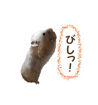 ハムスターのきゅうちゃん～リアクション編（個別スタンプ：7）