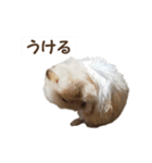ハムスターのきゅうちゃん～リアクション編（個別スタンプ：12）