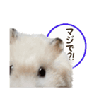 ハムスターのきゅうちゃん～リアクション編（個別スタンプ：19）