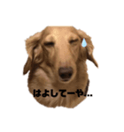 我が家の広島弁ダックススタンプ（個別スタンプ：2）