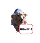 我が家の広島弁ダックススタンプ（個別スタンプ：3）
